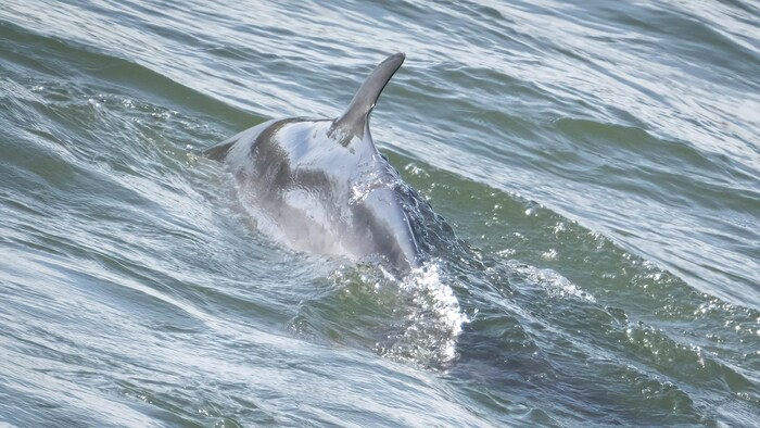 Petit rorqual.
