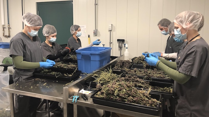 Six travailleurs nettoient du cannabis.
