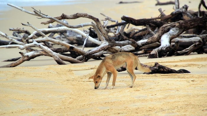 Un chien sauvage renifle le sable sur une plage devant des branches empilées.