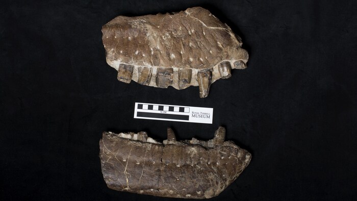 Deux morceaux de fossiles d'une mâchoire. On peut voir des restes de grandes dents. 