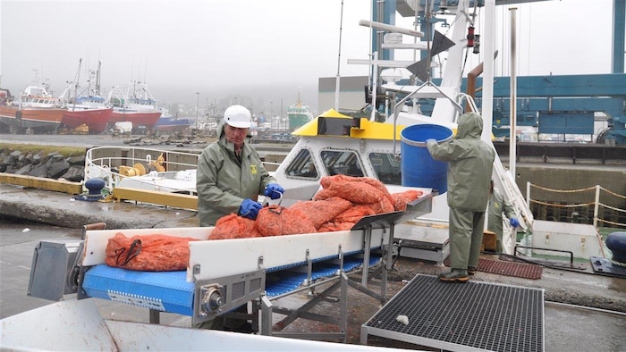 Des employés débarquent le chargement de crevettes d'un bateau sur un petit convoyeur installé sur le quai à Rivière-au-Renard.