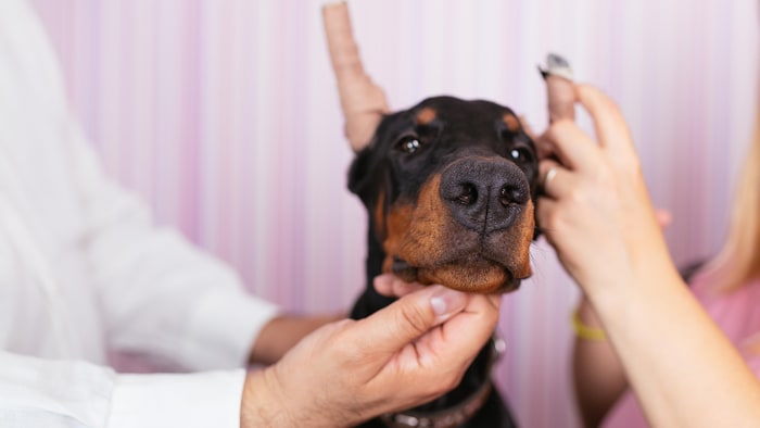 Jeune chiot Doberman de race pure recevant des soins vétérinaires en raison de la coupe des oreilles.