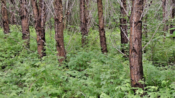 Forêt de peupliers.