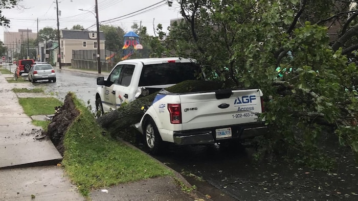 Un arbre tombé sur la caisse d'une camionnette.