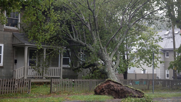 Un arbre déraciné en face d'une maison à Halifax.