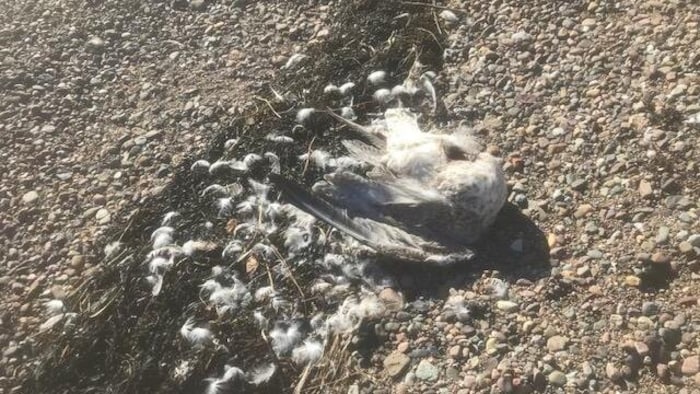 Une carcasse de goéland, sur le sol. 