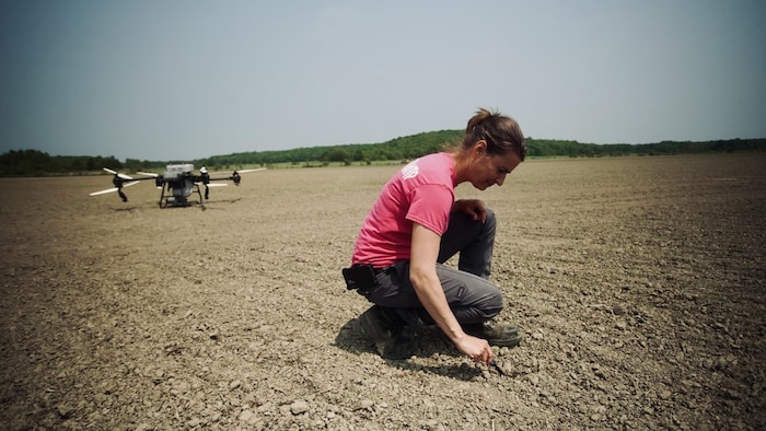 Une femme observe les semences d'avoine dans un champ.