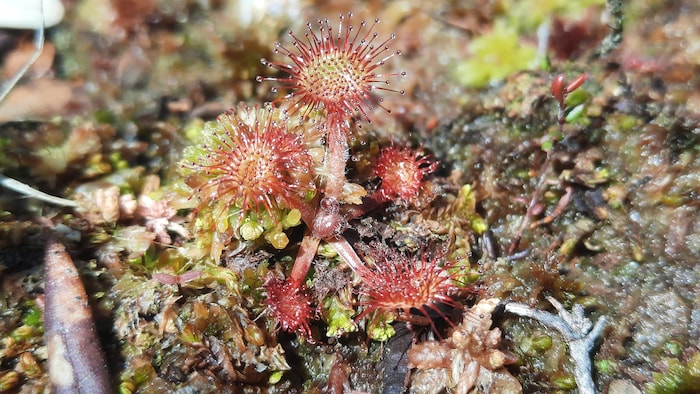 Protéger La Biodiversité, Un Lofotos De Terre à La Fois 