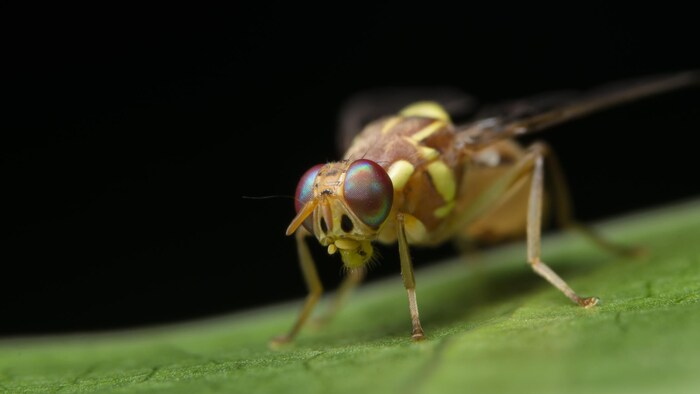 Une mouche drosophile.