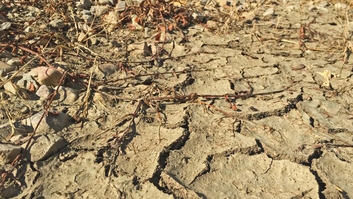 Exactly a year ago, a heat dome wreaked havoc on crops and livestock across the Canadian prairies. (Rick Bremness/CBC)