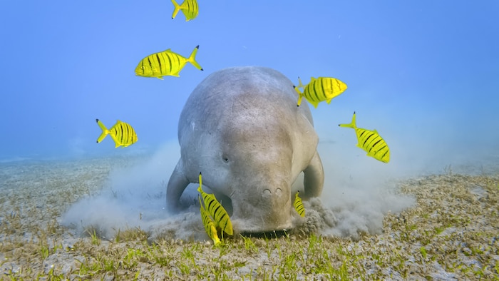 Un dugong entouré de poissons, en train de brouter un herbier marin.