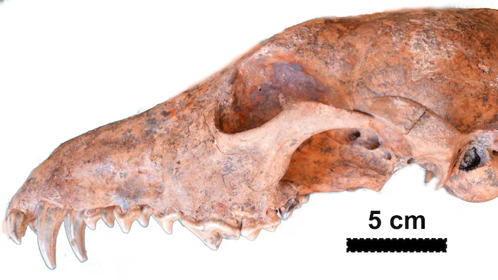 Le crâne d'un Dusicyon Avus.