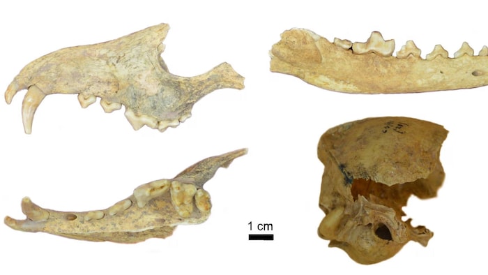Les restes du crâne et de la mandibule de l'animal.