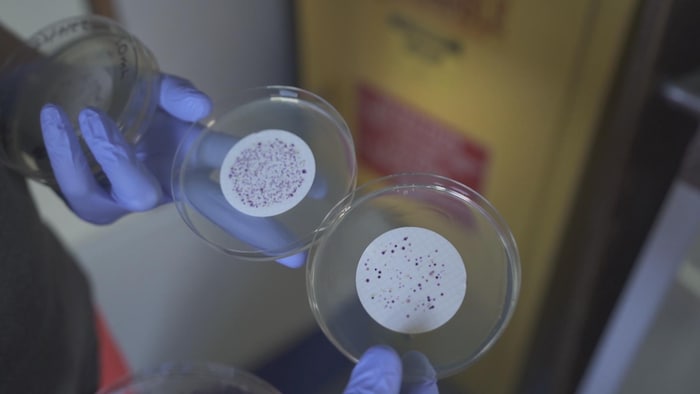 Une chercheuse tient un papier filtre sur lequel se trouvent des colonies de bactéries « E. coli ».