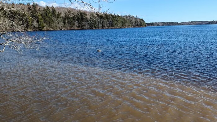 Un lac avec de l'eau brune.