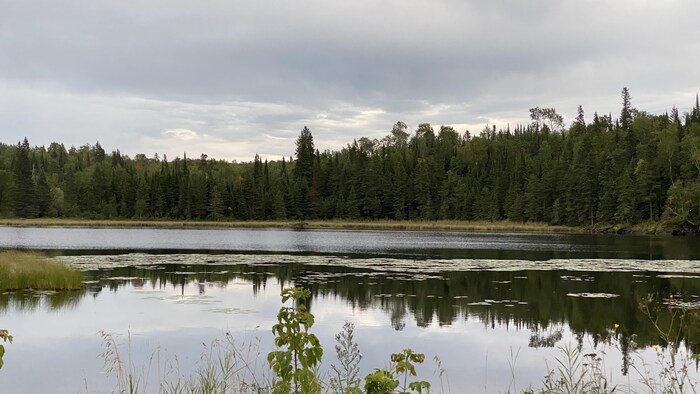 Un plan d'eau avec des sapins au fond et des plantes devant