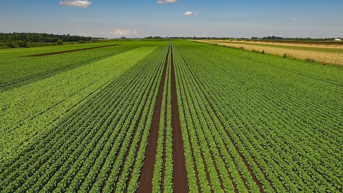 Un champ cultivé en été.