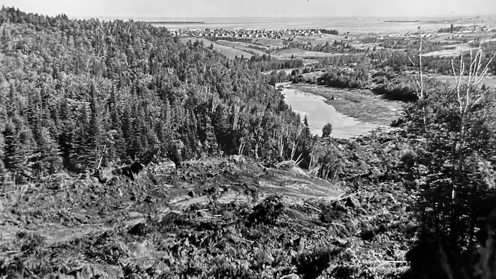 Des arbres ont été entraînés dans une grande coulée de boue en direction de la rivière Rimouski.