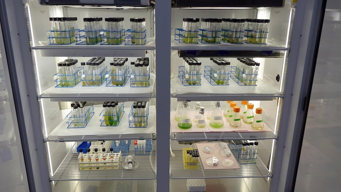 On voit un réfrigérateur de laboratoire ouvert. Il contient des dizaines d'échantillons d'eau gardés dans des fioles.