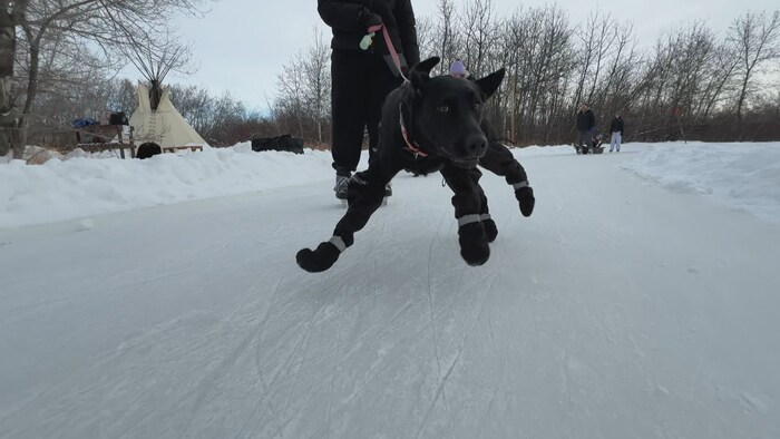 Un chien patine.