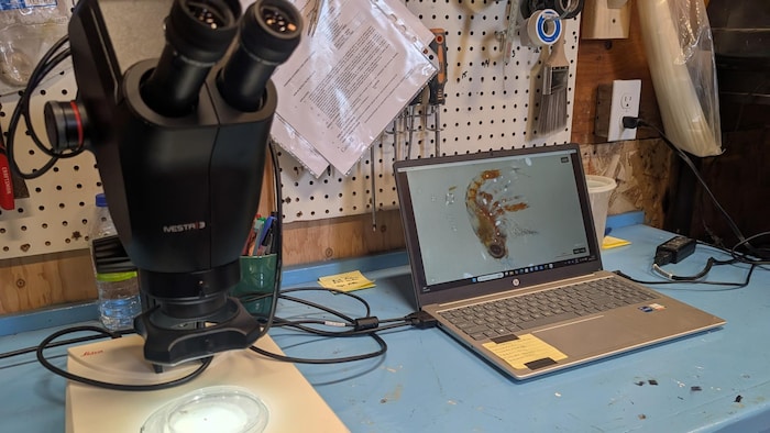 Un microscope avec un ordinateur portable montrant une larve de homard.