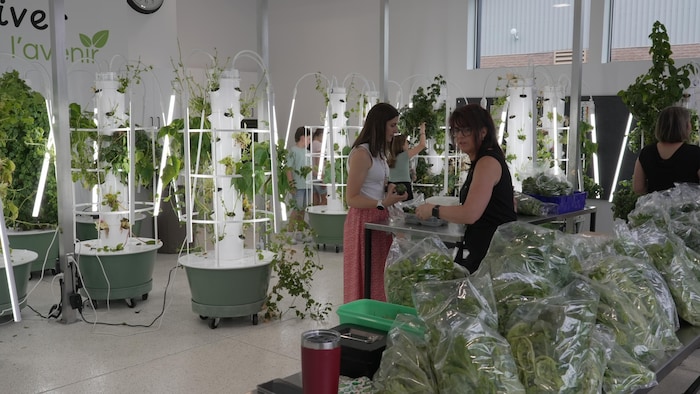 Des tours et des sacs de légumes dans une pièce intérieur.