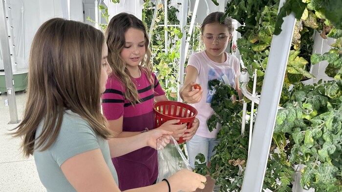 Trois jeunes filles récoltent des tomates avec un bac et un sac de plastique.