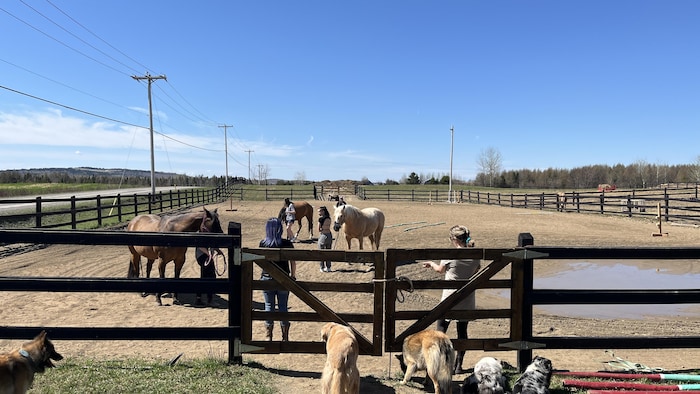 Dans un enclos, des personnes font des exercices avec des chevaux.