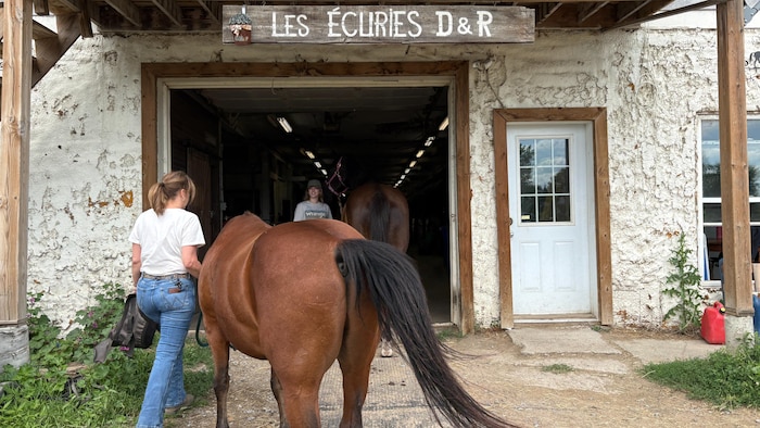 Guylaine Beaudoin fait entrer un cheval dans l’écurie. 
