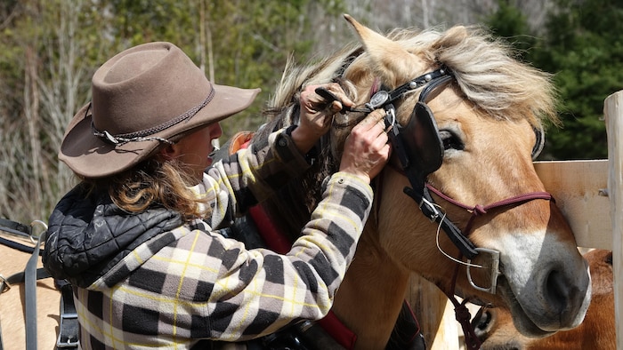Un homme ajuste l'attelage de son cheval au niveau de la tête.