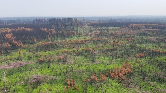 Une ancienne forêt brûlée recouverte d'herbe et d'épilobes à Edson, en Alberta, le 20 juillet 2023.