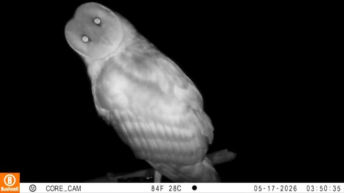 Le rapace nocturne regarde dans l'objectif de la caméra nocturne.