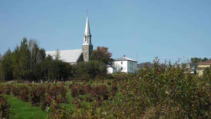 Une église en arrière-plan derrière des plants de petits fruits.