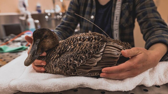 Un canard sur une serviette de plage blanche. Une personne pose délicatement ses mains sur l'oiseau.