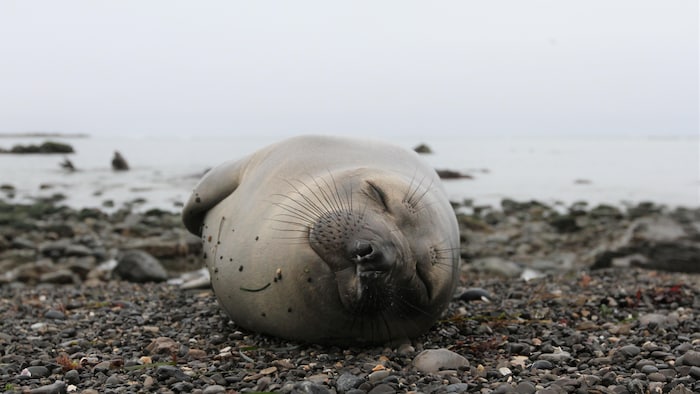 Plage Interdite Aux éléphants Et Autres Bizarreries Du Droit 9782749532561 72492c12 E3bb 11ef Bf8c 0242ac1f0008
