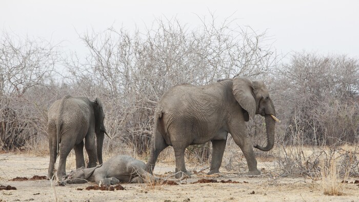 Des éléphants inspectent la carcasse d'un bébé mort.