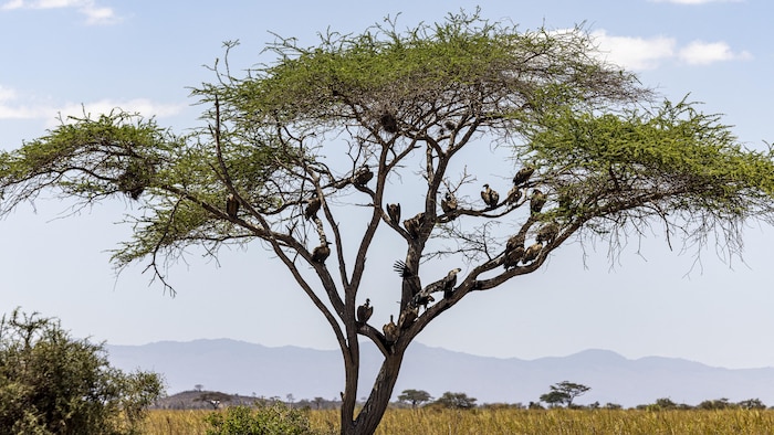 Un groupe de vautours se repose sur un arbre près des carcasses d’une éléphante et de son petit.