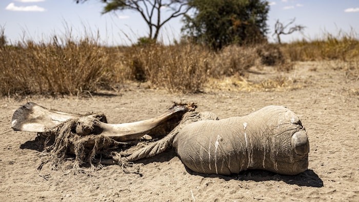 Une patte arrière provenant de la carcasse d'une éléphante gît au sol.