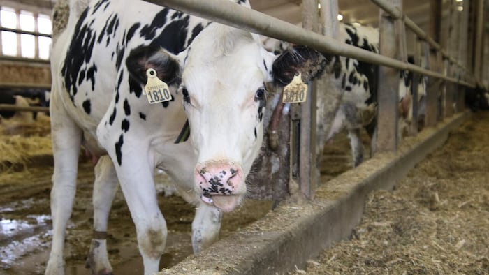 Une vache tachetée de noir et blanc dans une étable.