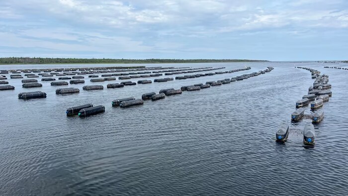 Des dizaines de flotteurs à la surface d'une baie servant à la culture de l'huître.