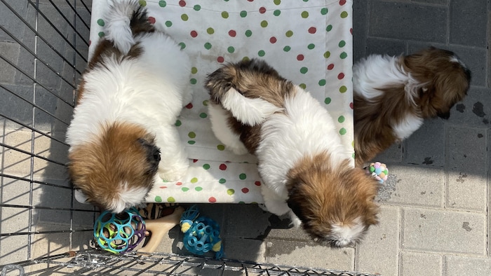 Des shih tzus vus de dos.