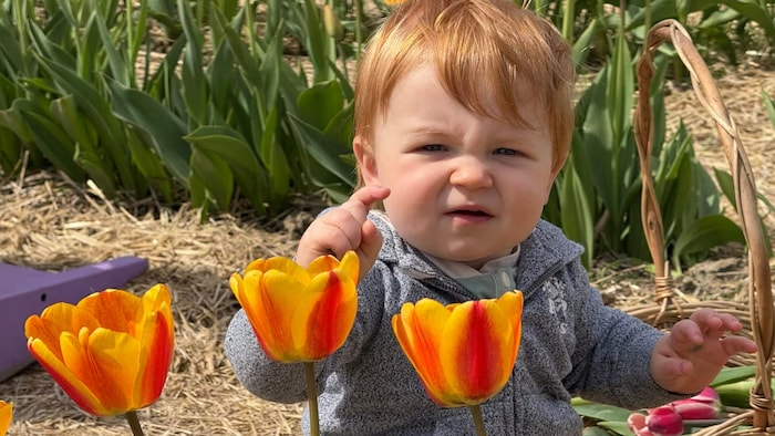 Un enfant au milieu des tulipes.