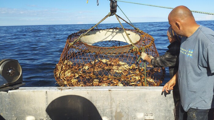 Des pêcheurs remontent un casier de crabes à bord d'un bateau.