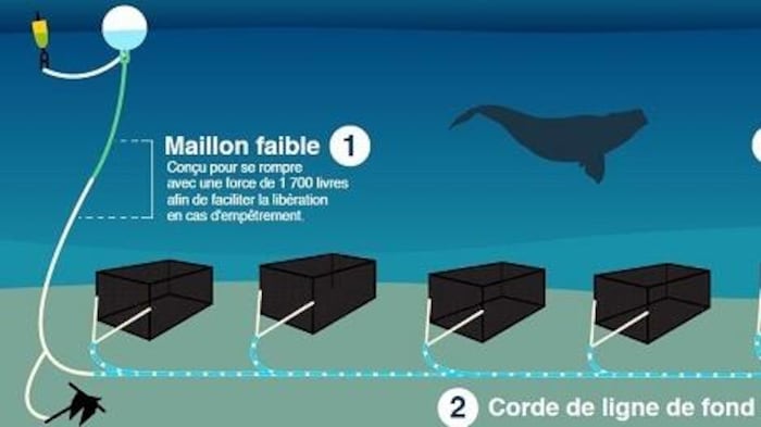 Un dessin où on voit des casiers au fond de la mer lié par une corde de ligne de fond. 