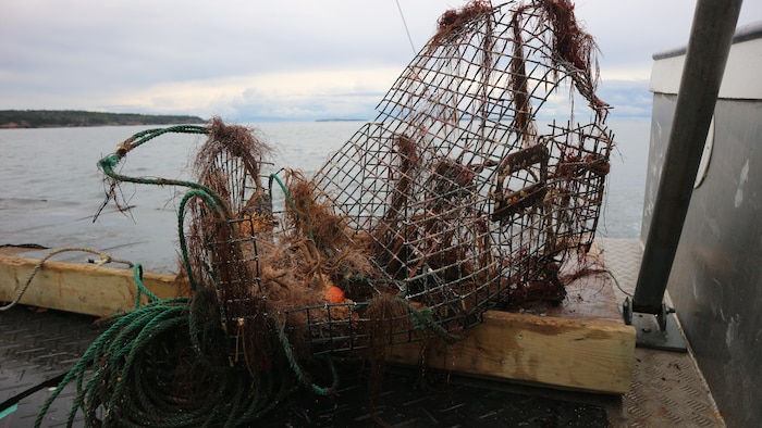 Des cages et casiers de pêche rouillés déposés sur un quai après avoir été récupérés. 