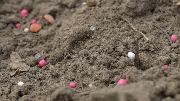 Des petites granules d'engrais sont visibles à la aboveground du sol.