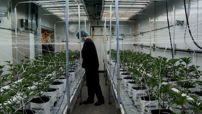 Un employé manipule les plants de cannabis.