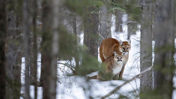 Deux cougars dans la forêt.