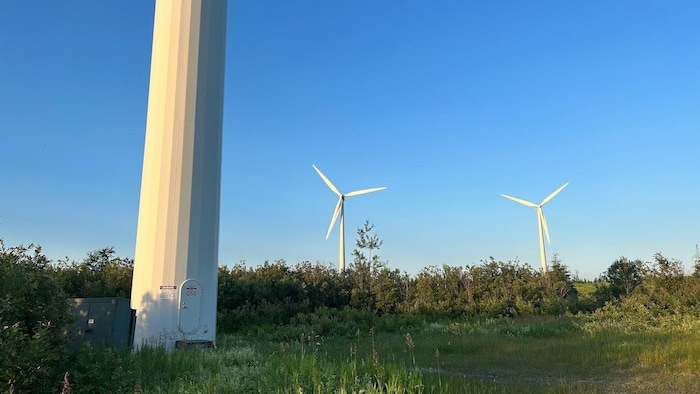 Des éoliennes dans un champ agricole.