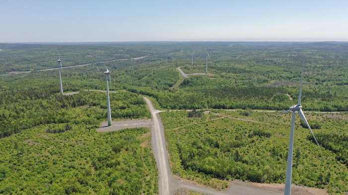 Photo prise par drone de cinq éoliennes qui émergent à travers les arbres dans une région qui semble inhabitée.